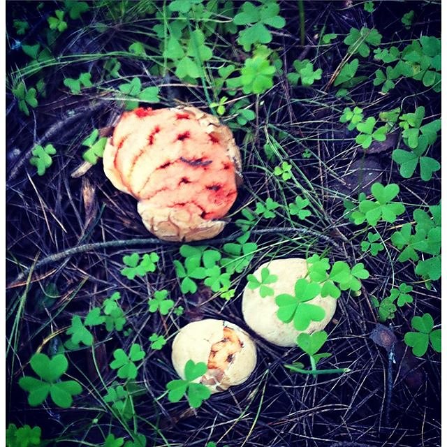 Clathrus Ruber starting